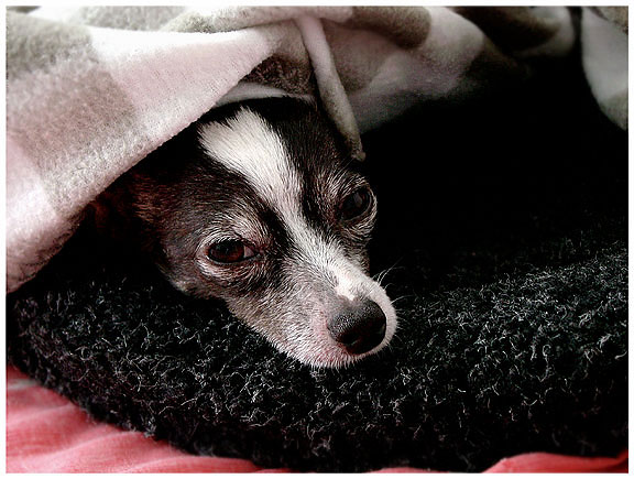 chihuahua is depressed | pet portrait photography pictures | Pinole