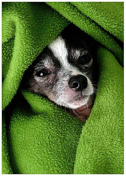 pictures of your dog northern california | El Cerrito