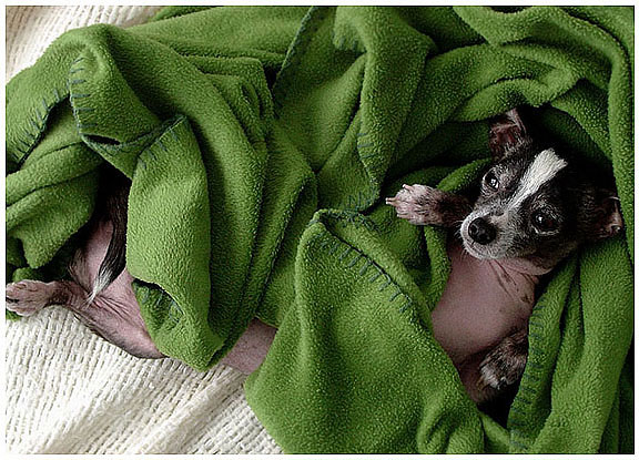 pet photographer | Hercules
